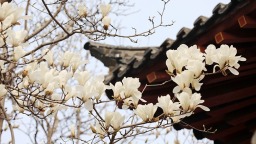 济南趵突泉玉兰盛开醉游人