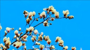 春风拂岱庙 红墙映花影