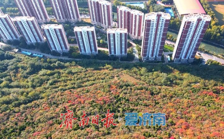 渐入佳境，济南版“鸳鸯火锅”将迎来红叶最美时节