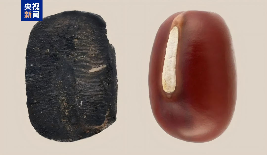 山东发现9000年前炭化小豆遗存 为“小豆多地起源”提供考古数据