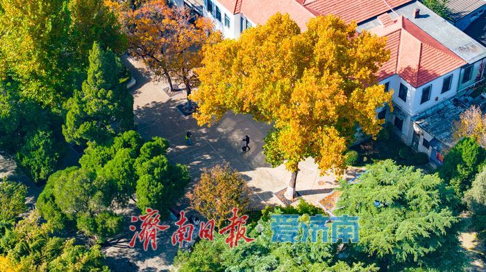 百年园林景如画:济南中山公园开启最美赏叶季