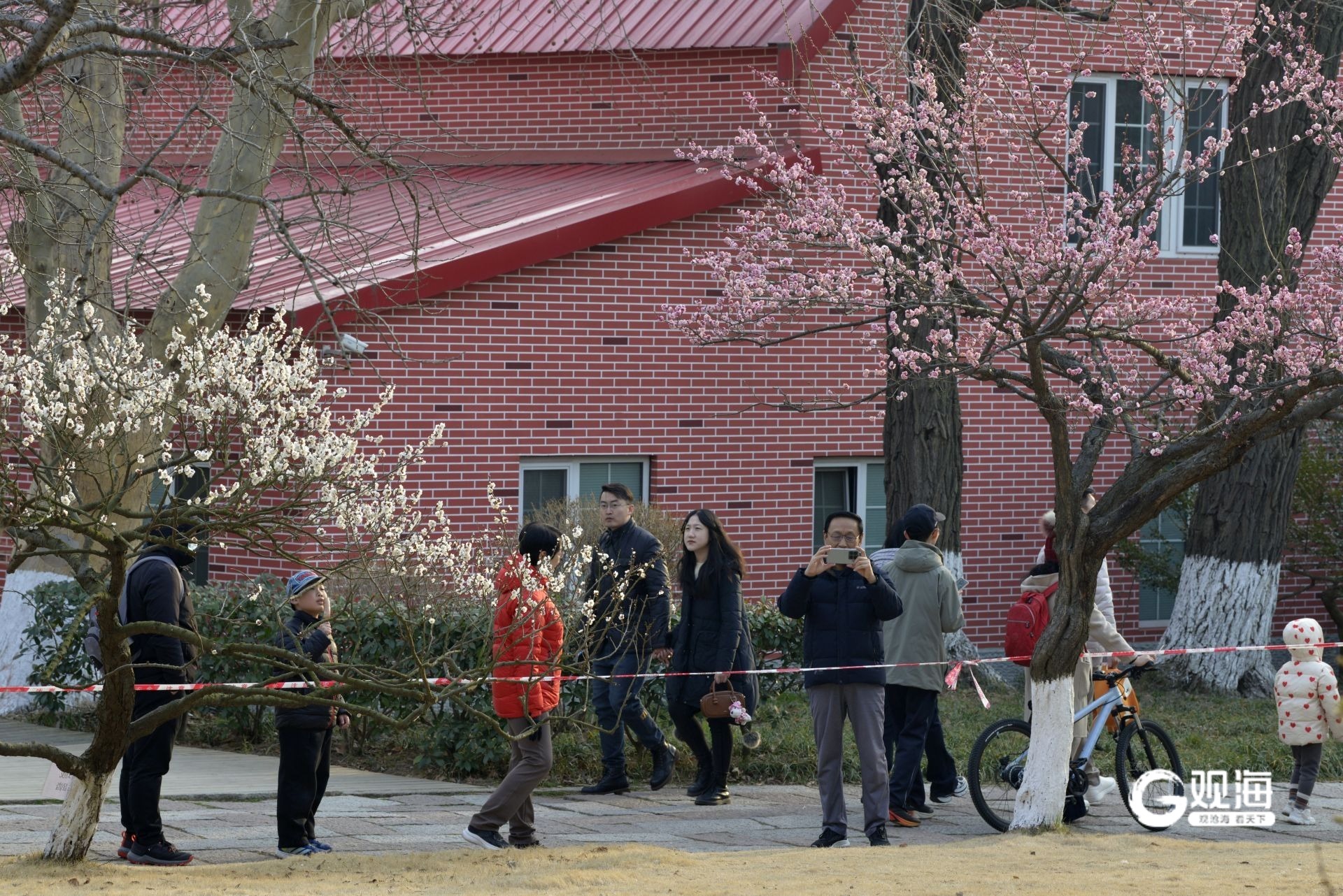 瞒不住了！青岛中山公园梅花迎来盛花期_fororder_【青岛中山公园梅花迎来盛花期】10