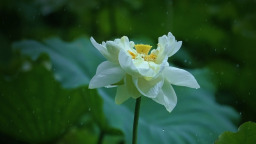 济南：雨落泉城 大明湖荷花别样娇