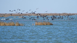 国际专家“点赞”：黄河口“鸟浪”见证中国生态担当