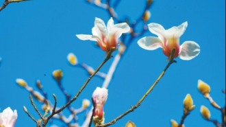 济南：在城市的一角 捕捉春意生机