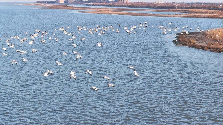 日照：“鸟群”版银河流动一幅生态画卷