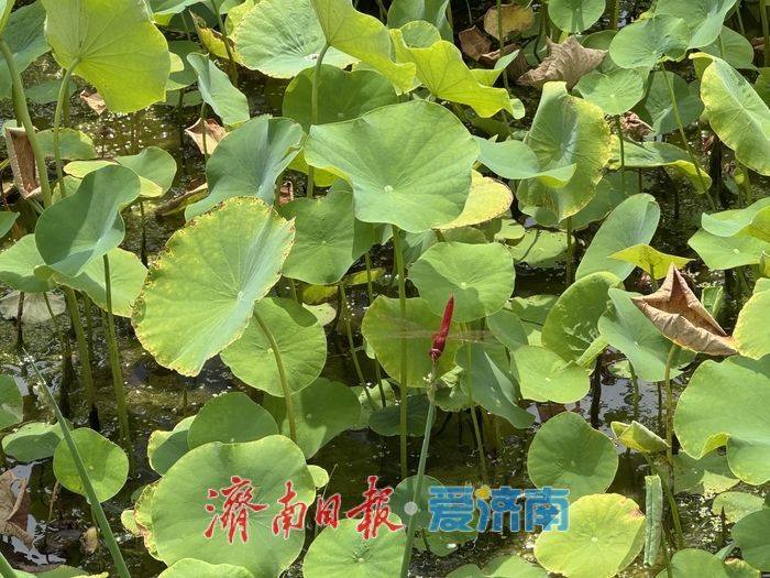 山东济南：荷花湖荷花盛放，绘就夏日美景
