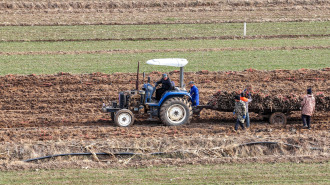 聊城茌平：牛蒡丰收忙，特色种植助农增收
