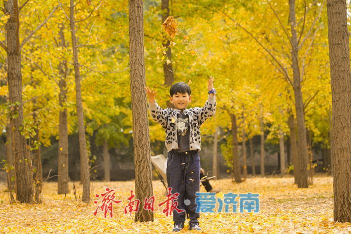 黃河南岸銀杏染金 進入最佳觀賞時節