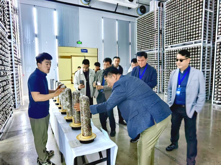 【Hi,Shandong】“Hi,Shandong—机遇中国 青岛优品”海外媒体青岛行活动探秘莱西食用菌产业，见证乡村振兴的力量_fororder_4040a9721ab4908422b0aebf8dc43ed