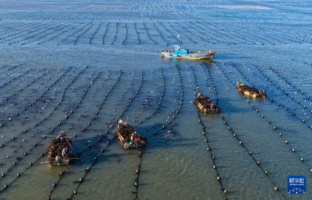 山东荣成：18万亩海带进入间割收获期_fororder_【山东荣成】2