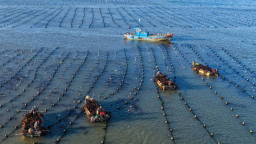 山东荣成：18万亩海带进入间割收获期