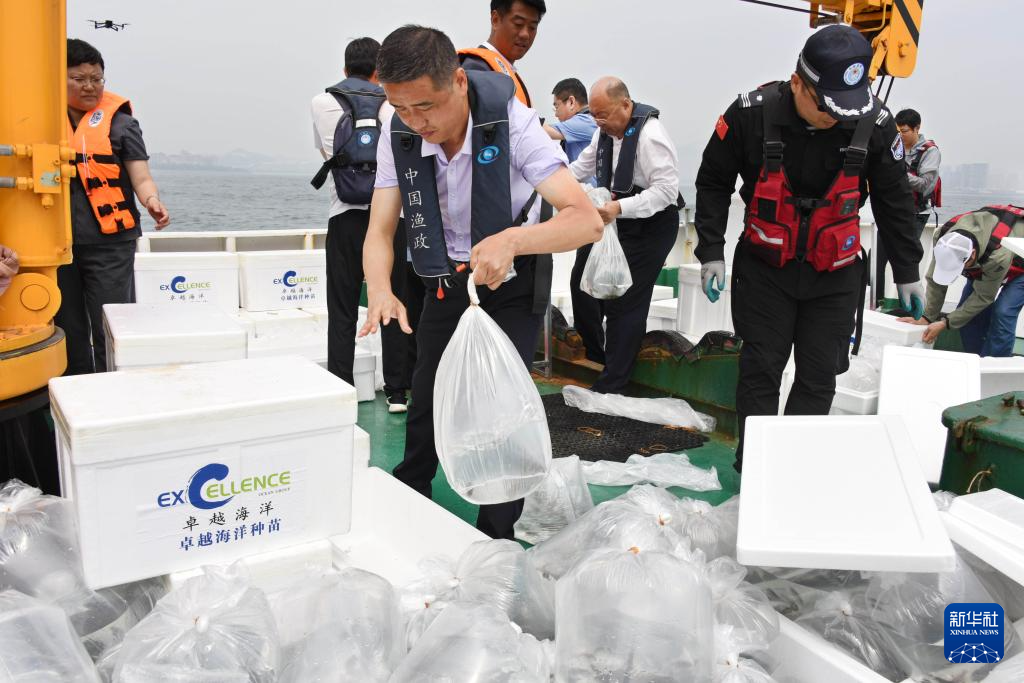 山东青岛：增殖放流 修复生态