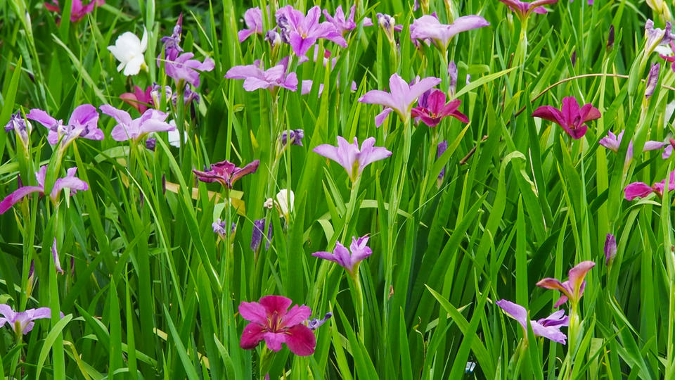 初夏大明湖：鸢尾花海盛放，绘就七彩画卷
