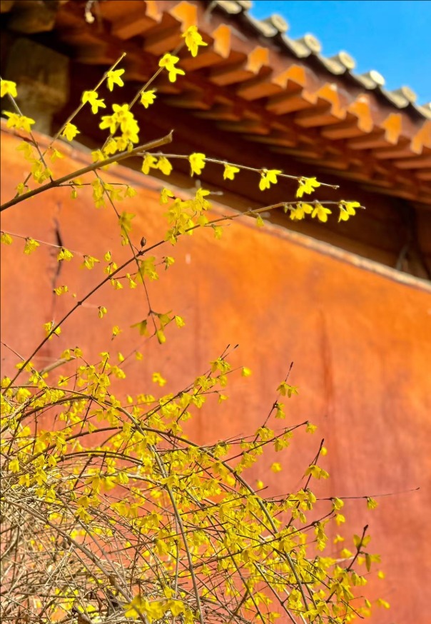 春风拂岱庙 红墙映花影_fororder_【泰安】2