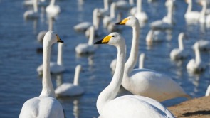 大批大天鹅在山东荣成越冬