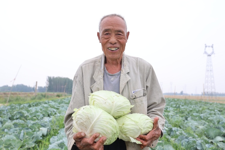 山东邹平：从“白花花”到“绿油油” 盐碱荒滩变良田_fororder_DDD