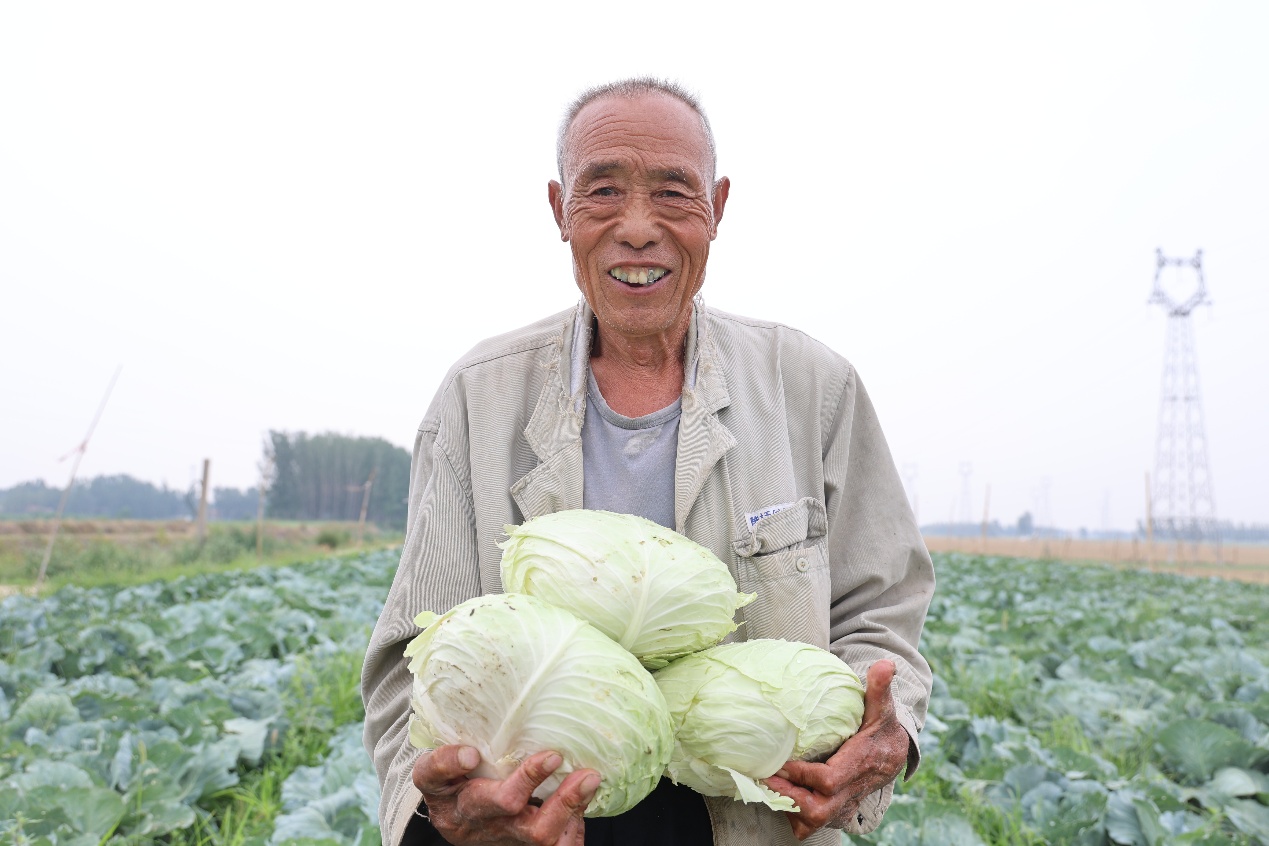 山东邹平：从“白花花”到“绿油油” 盐碱荒滩变良田_fororder_DDD