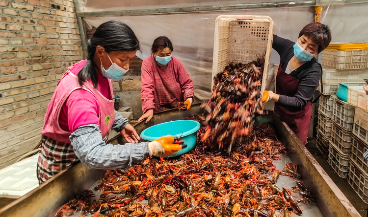 济宁鱼台：生态种养“虾”路宽 消费赋能“红”产业——解锁“一只虾”的产业富民密码_fororder_工人们正忙着分拣龙虾