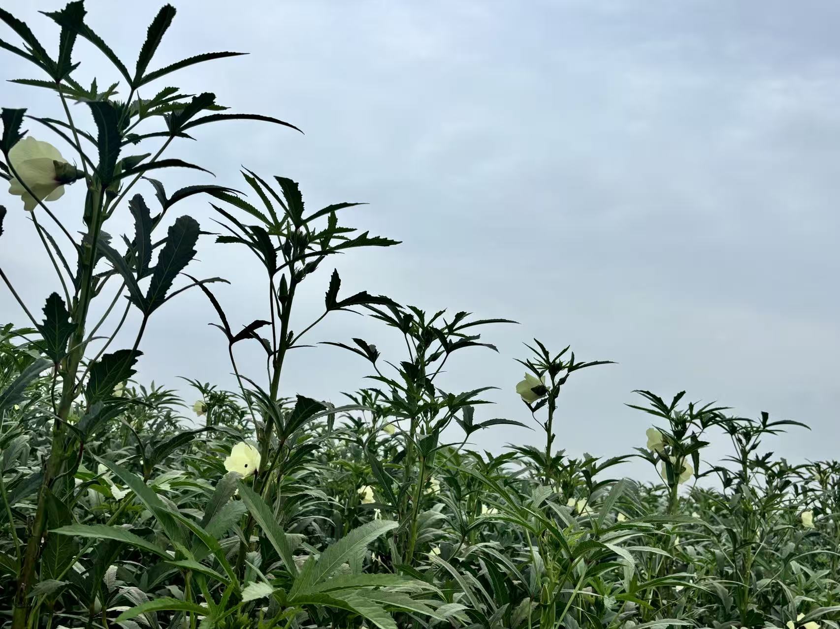 济宁鱼台：小秋葵敲开村民“致富门”_fororder_秋葵植株郁郁葱葱，长势喜人。赵诗影摄 (2)