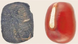 山东发现9000年前炭化小豆遗存 为“小豆多地起源”提供考古数据_fororder_01_01_2737