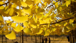 济南：银杏林里秋色浓