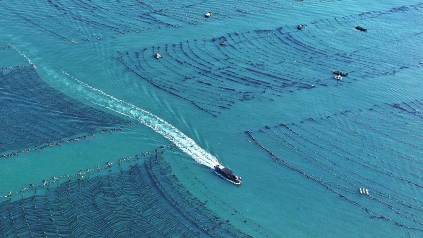 四中全会精神在基层｜山东：耕海牧渔充盈“蓝色粮仓”