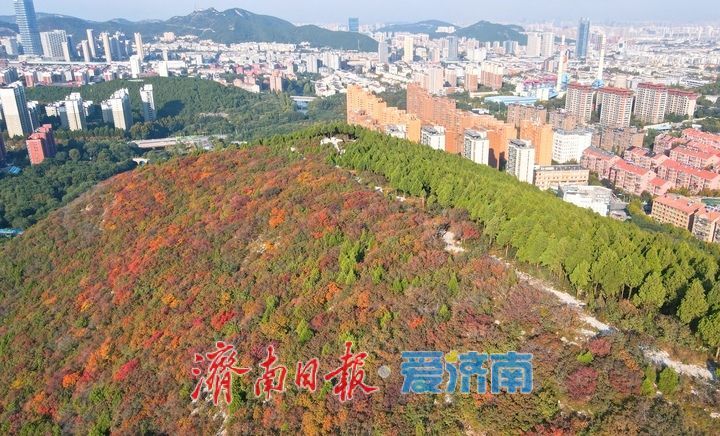 渐入佳境，济南版“鸳鸯火锅”将迎来红叶最美时节
