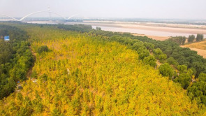 黄河南岸银杏染金 进入最佳观赏时节