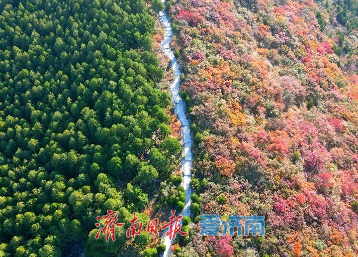 渐入佳境，济南版“鸳鸯火锅”将迎来红叶最美时节