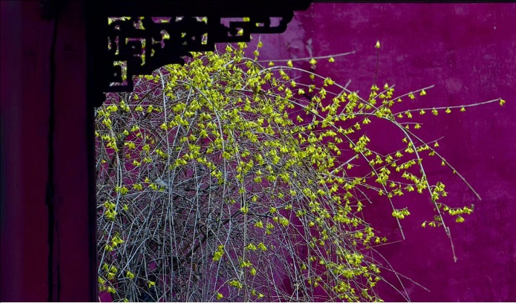 春风拂岱庙 红墙映花影_fororder_【泰安】8