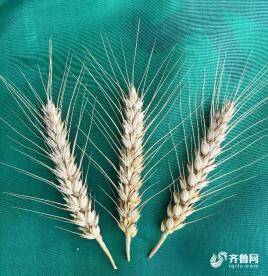 山东小麦收获已超九成 多个高产品种测产超800公斤