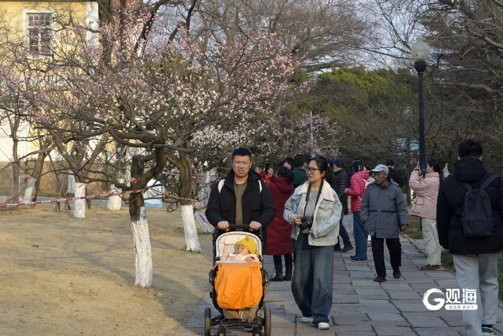瞒不住了！青岛中山公园梅花迎来盛花期_fororder_【青岛中山公园梅花迎来盛花期】8