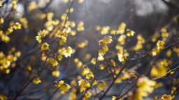 冬日济南腊梅飘香