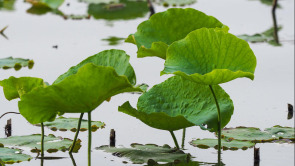 大明湖初夏画卷：荷叶尖尖，水鸟翩跹