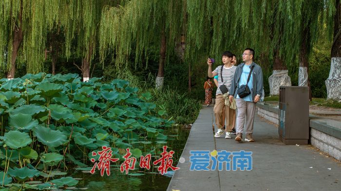 大明湖秋日荷塘：藏着泉城的专属诗意