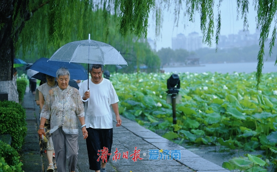 济南：雨落泉城 大明湖荷花别样娇