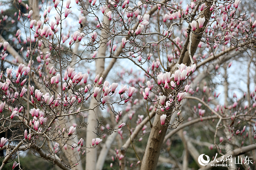 济南趵突泉玉兰盛开醉游人_fororder_【趵突泉】3