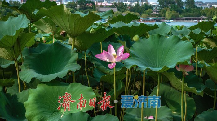 大明湖秋日荷塘：藏着泉城的专属诗意