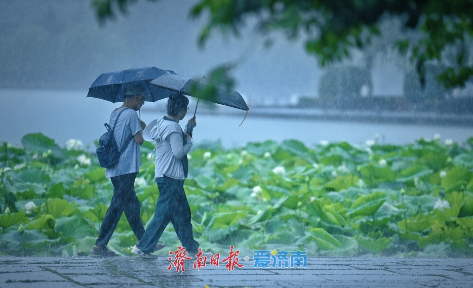 济南：雨落泉城 大明湖荷花别样娇