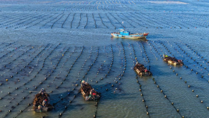 山东荣成：18万亩海带进入间割收获期