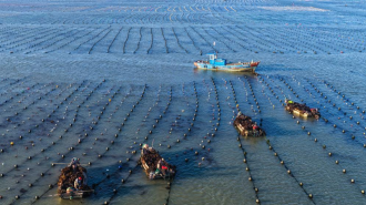 山东荣成：18万亩海带进入间割收获期