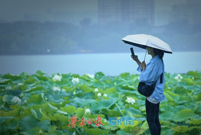 济南：雨落泉城 大明湖荷花别样娇