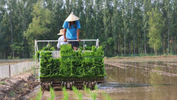 山东邹平：从“白花花”到“绿油油” 盐碱荒滩变良田