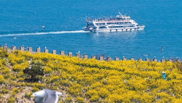 山东荣成：鸥鸟翔集引客来