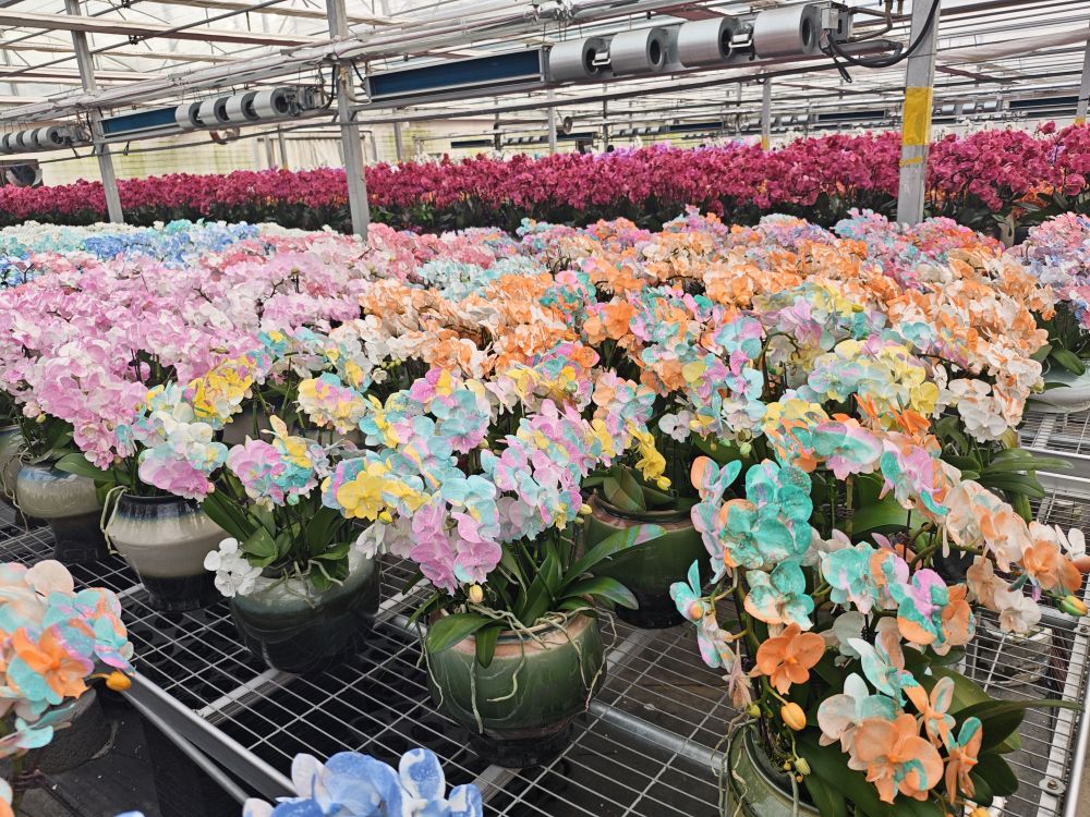 山东青州：“花样经济”激活春节消费新活力