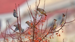 山东聊城：水城之冬 太平鸟入画