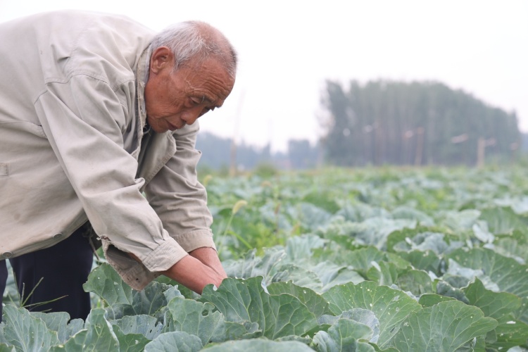 山东邹平：从“白花花”到“绿油油” 盐碱荒滩变良田_fororder_CCC