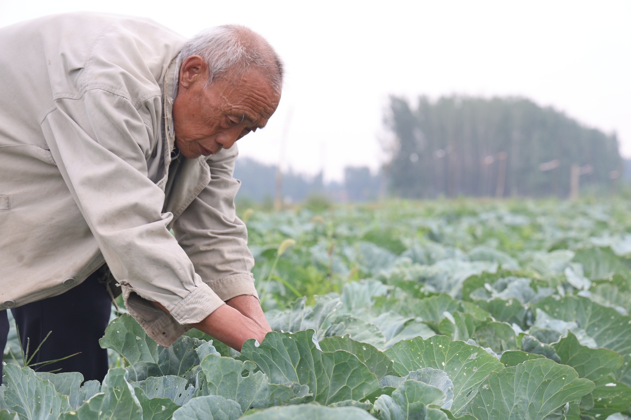 山东邹平：从“白花花”到“绿油油” 盐碱荒滩变良田_fororder_CCC