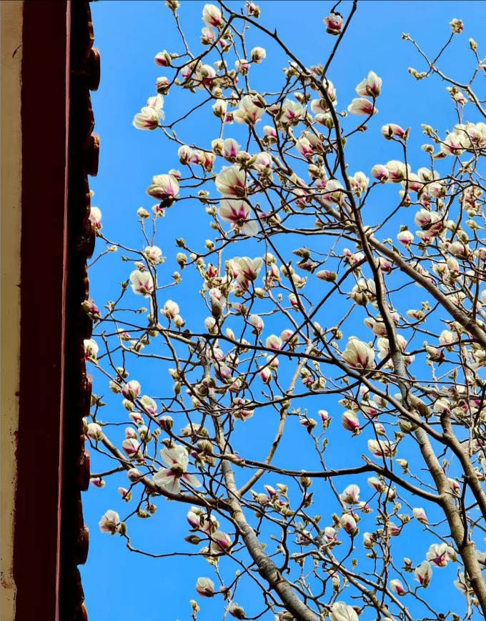 春风拂岱庙 红墙映花影_fororder_【泰安】6